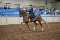 2020 - AB Morgan Horse - Fri, Sept 04 - 11087
