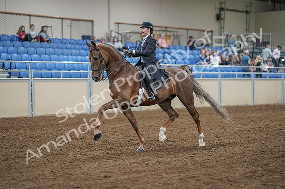 2020 - AB Morgan Horse - Fri, Sept 04 - 11087