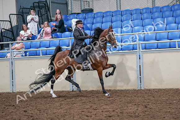 2020 - AB Morgan Horse - Sat, Sept 05 - 13219