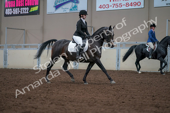 2019 Morgan Horse Show - Aug 30, 2019 - 18477