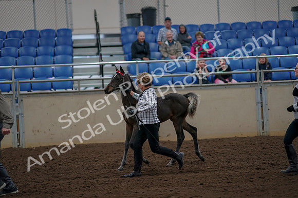 2019 Morgan Horse Show - Aug 30, 2019 - 24720