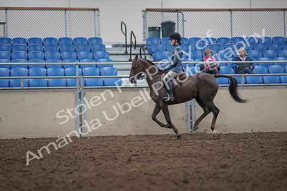 2019 Morgan Horse Show - Aug 31, 2019 - 16675