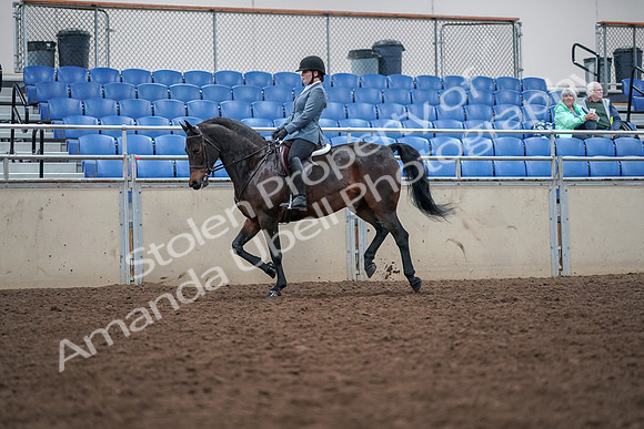 2019 Morgan Horse Show - Aug 30, 2019 - 18461