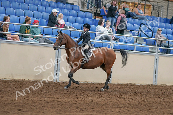 2020 - AB Morgan Horse - Sat, Sept 05 - 10610