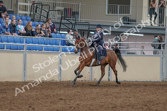 2020 - AB Morgan Horse - Fri, Sept 04 - 11452