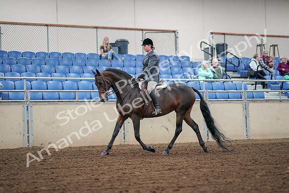 2019 Morgan Horse Show - Aug 30, 2019 - 13878