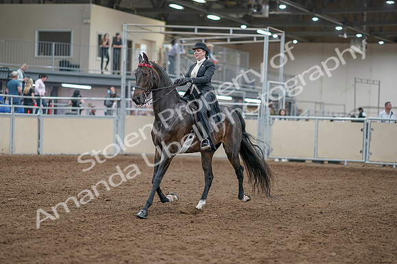 2020 - AB Morgan Horse - Fri, Sept 04 - 11107