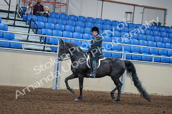 2020 - AB Morgan Horse - Fri, Sept 04 - 01534