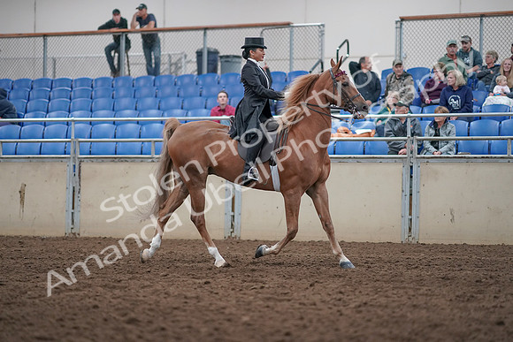 2019 Morgan Horse Show - Aug 31, 2019 - 20720