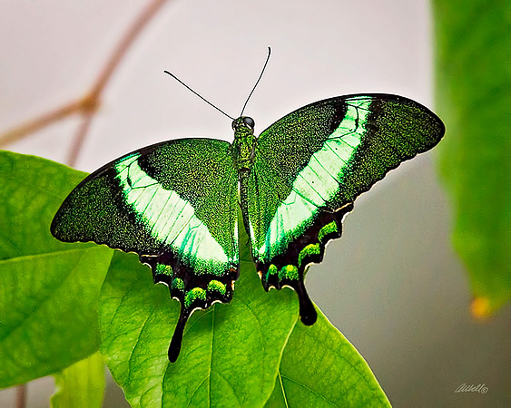 Insects - 029