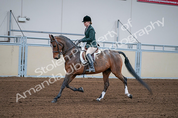 2020 - AB Morgan Horse - Fri, Sept 04 - 01703