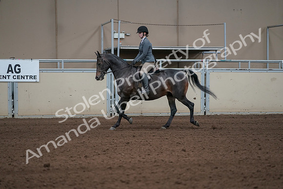 2019 Morgan Horse Show - Sept 01, 2019 - 10919_1
