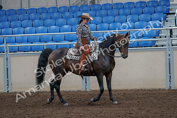 2020 - AB Morgan Horse - Fri, Sept 04 - 00107
