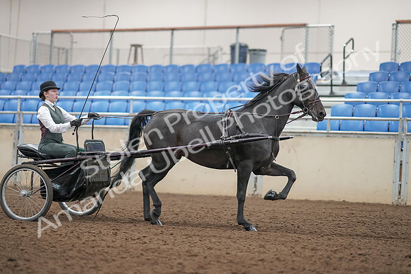 2019 Morgan Horse Show - Aug 31, 2019 - 04754