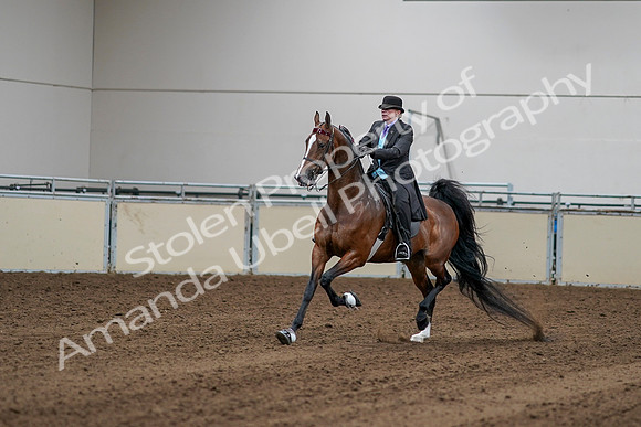 2020 - AB Morgan Horse - Sat, Sept 05 - 13141