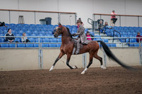 2019 Morgan Horse Show - Sept 01, 2019 - 07375