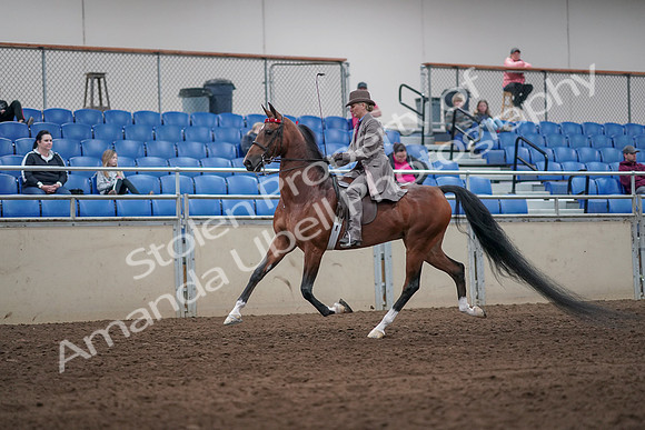 2019 Morgan Horse Show - Sept 01, 2019 - 07375