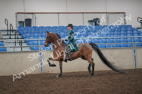 2019 Morgan Horse Show - Aug 30, 2019 - 27882