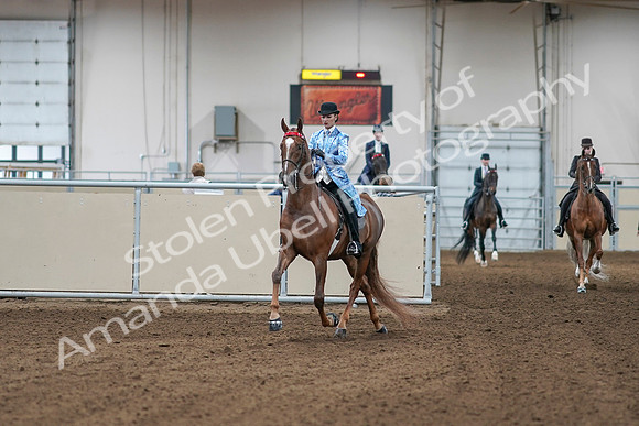 2020 - AB Morgan Horse - Sat, Sept 05 - 06086