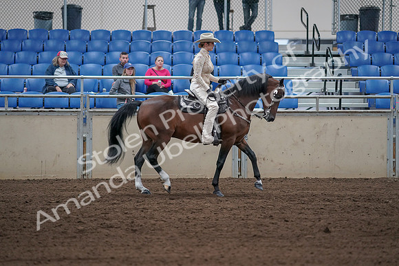 2019 Morgan Horse Show - Sept 01, 2019 - 07185