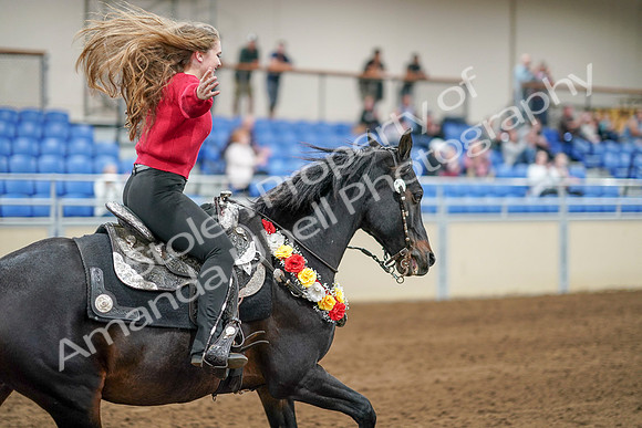 2020 - AB Morgan Horse - Sat, Sept 05 - 10574