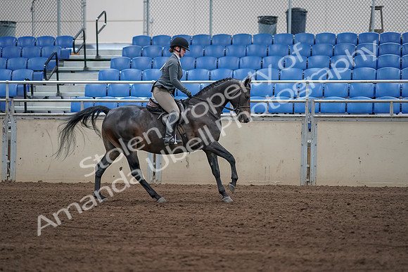 2019 Morgan Horse Show - Sept 01, 2019 - 11097