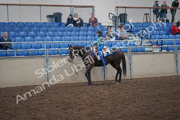 2019 Morgan Horse Show - Aug 31, 2019 - 16305