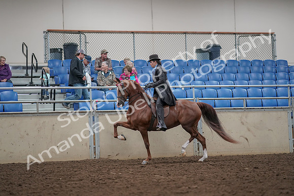 2019 Morgan Horse Show - Aug 30, 2019 - 26491