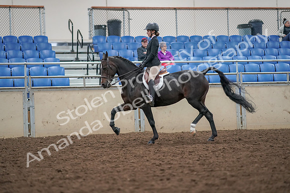 2019 Morgan Horse Show - Aug 30, 2019 - 20392