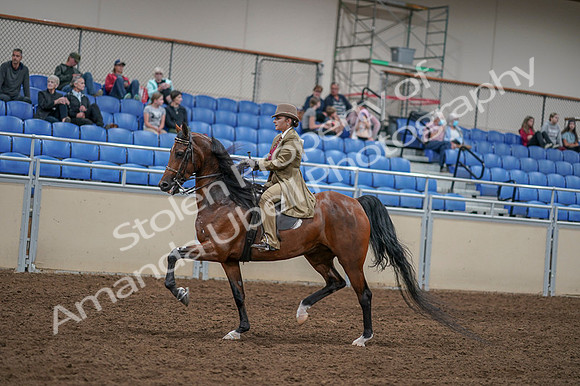 2020 - AB Morgan Horse - Fri, Sept 04 - 11427