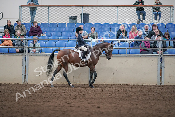 2019 Morgan Horse Show - Aug 31, 2019 - 19559