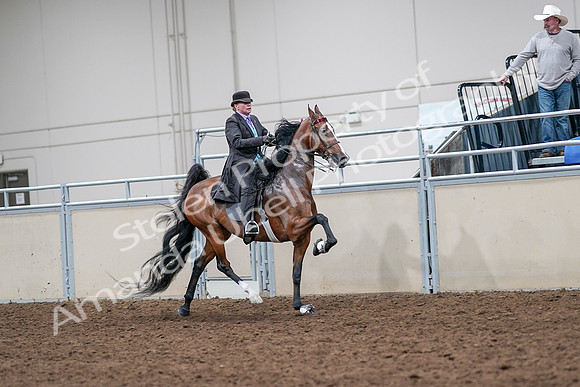 2020 - AB Morgan Horse - Sat, Sept 05 - 13200