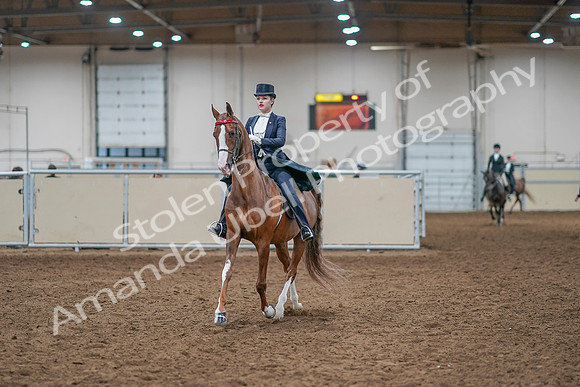 2020 - AB Morgan Horse - Sat, Sept 05 - 11364