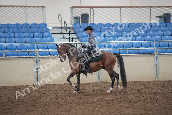 2019 Morgan Horse Show - Aug 31, 2019 - 06036