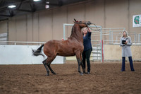 2019 Morgan Horse Show - Aug 31, 2019 - 01006