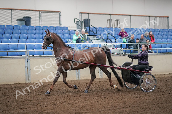 2019 Morgan Horse Show - Aug 30, 2019 - 13069
