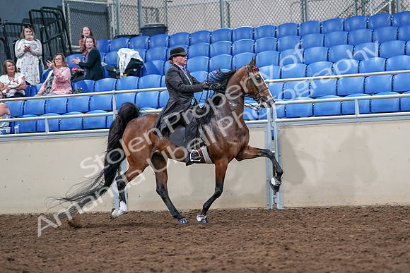 2020 - AB Morgan Horse - Sat, Sept 05 - 13221