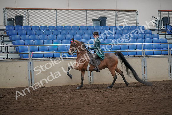 2019 Morgan Horse Show - Aug 30, 2019 - 28032