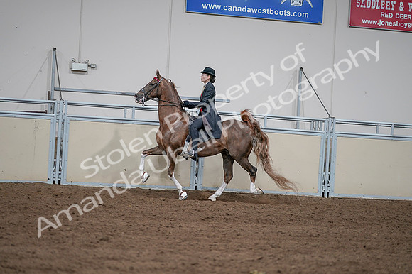 2020 - AB Morgan Horse - Fri, Sept 04 - 09614