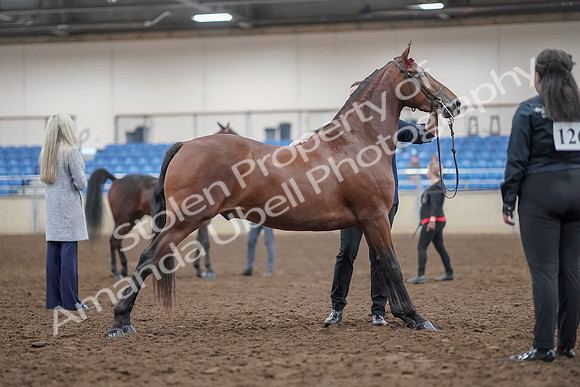 2019 Morgan Horse Show - Aug 31, 2019 - 01384