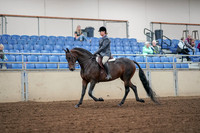 2019 Morgan Horse Show - Aug 30, 2019 - 13879