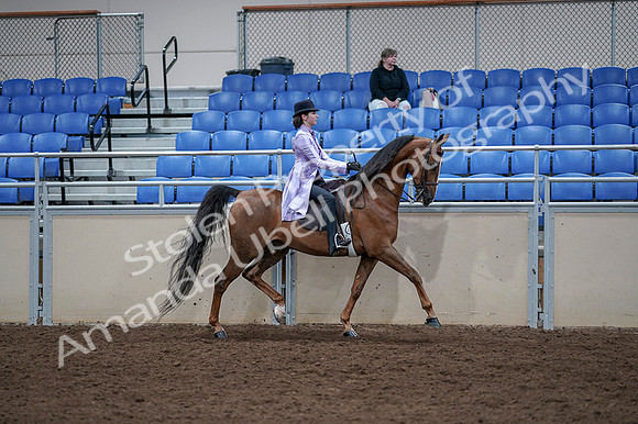 2020 - AB Morgan Horse - Fri, Sept 04 - 05085