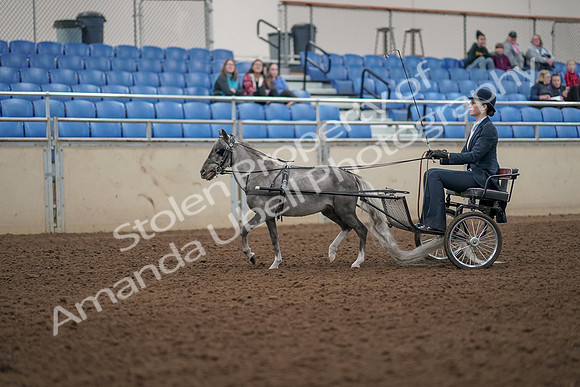 2019 Morgan Horse Show - Aug 31, 2019 - 04248