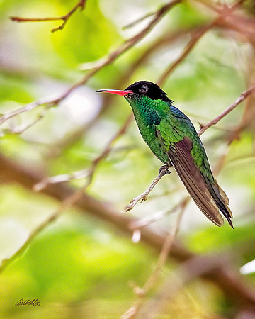 Birds - 099