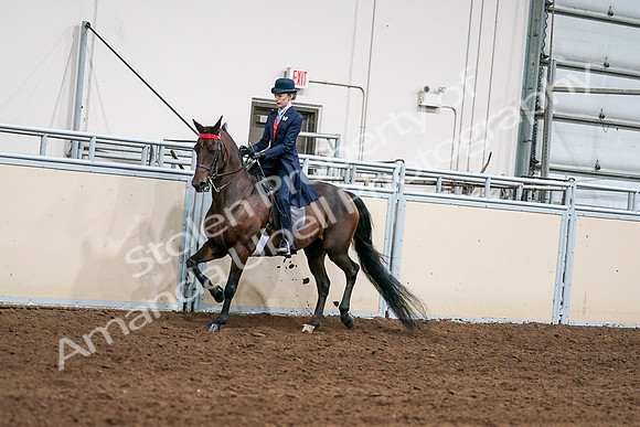2020 - AB Morgan Horse - Sat, Sept 05 - 08526