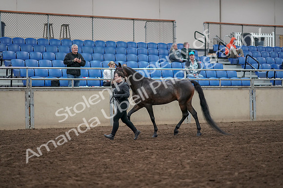 2019 Morgan Horse Show - Aug 31, 2019 - 03964