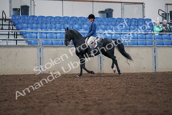 2019 Morgan Horse Show - Aug 30, 2019 - 18445