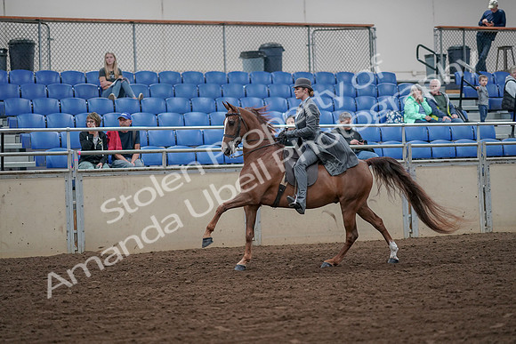 2019 Morgan Horse Show - Aug 30, 2019 - 15559