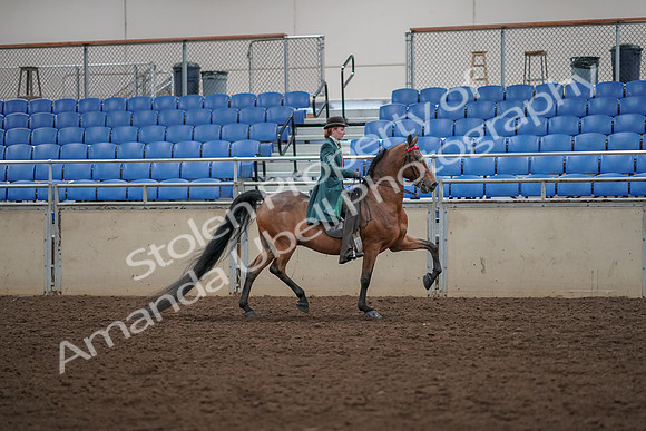 2019 Morgan Horse Show - Aug 30, 2019 - 28125