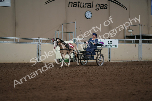2019 Morgan Horse Show - Aug 31, 2019 - 04593